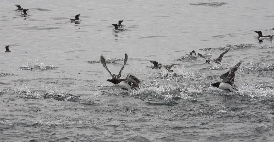 guillemots4 (Copy)