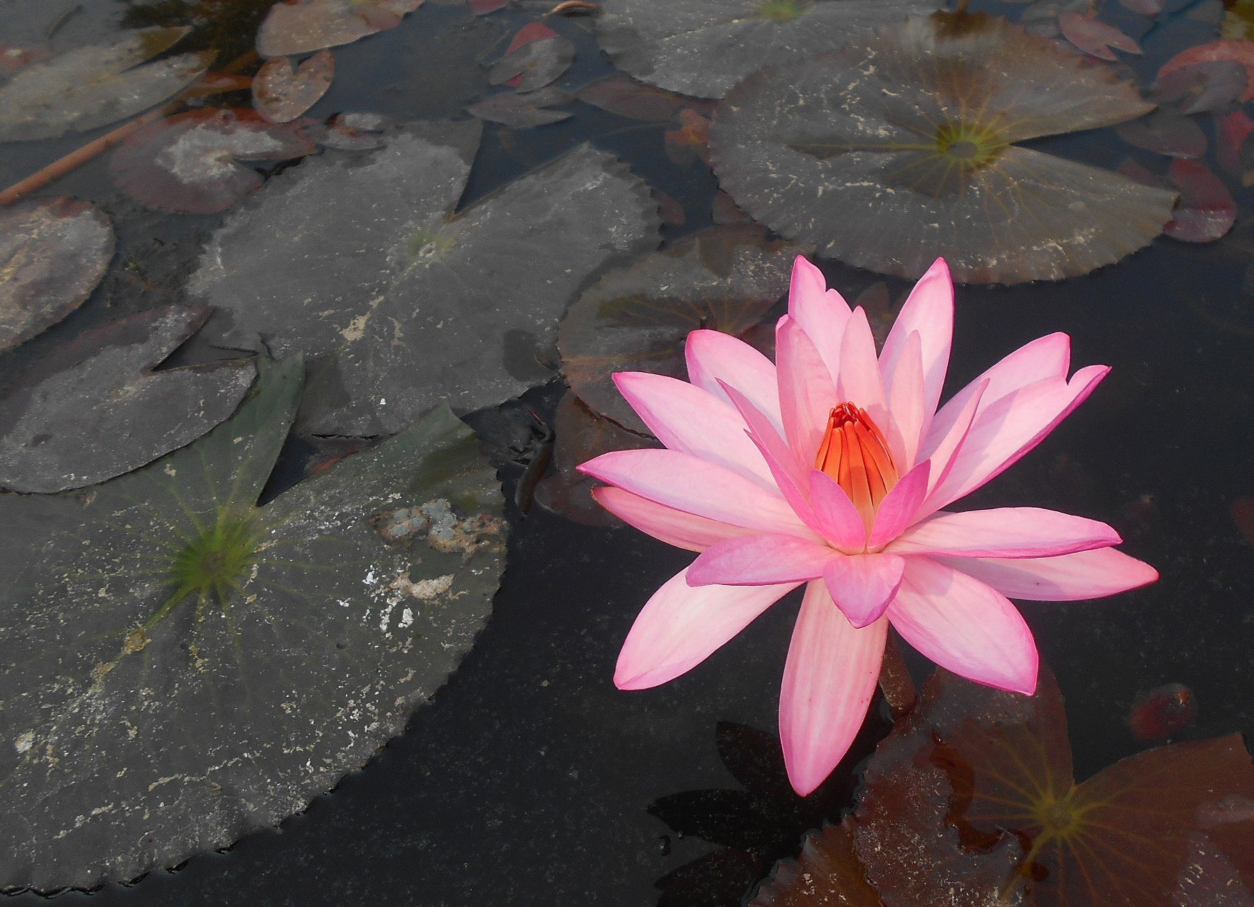 107djzf1_2_dscn2104p